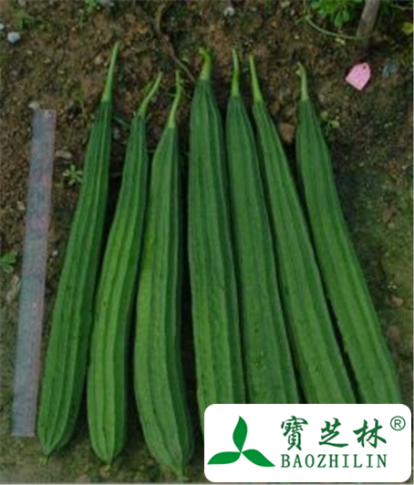 丝瓜水的功效与作用及禁忌