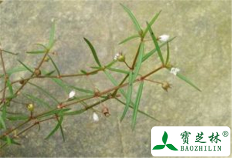白花蛇舌草的功效与作用及禁忌