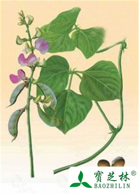 白扁豆的功效与作用及禁忌