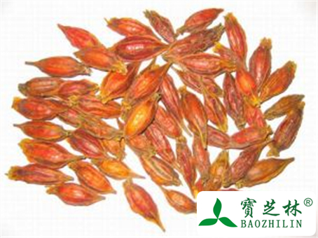 栀子的功效与作用及禁忌