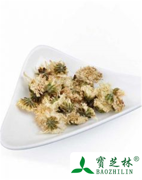 白菊花的功效与作用及禁忌