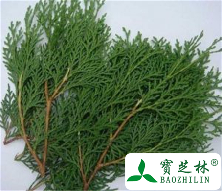 侧柏叶的功效与作用及禁忌