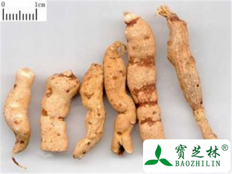 红大戟的功效与作用及禁忌