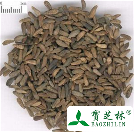牛蒡子的功效与作用及禁忌