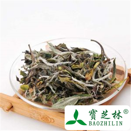 白茶的功效与作用及禁忌