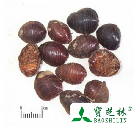 土鳖虫的功效与作用及禁忌