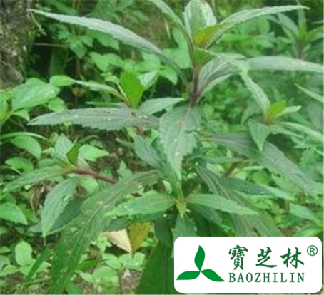 溪黄草的功效与作用及禁忌