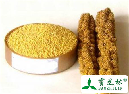 小米的功效与作用及禁忌