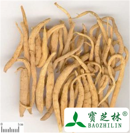 太子参的功效与作用及禁忌