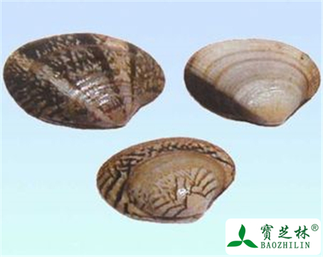 瓦楞子的功效与作用及禁忌