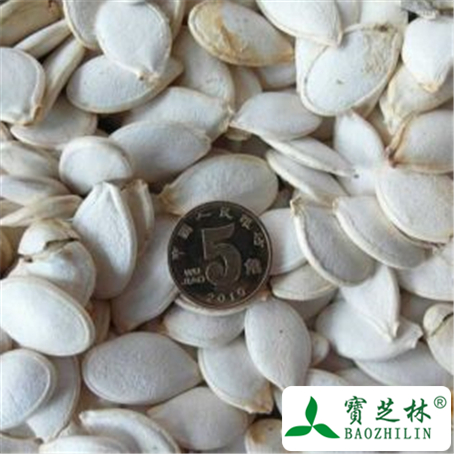 南瓜子的功效与作用及禁忌
