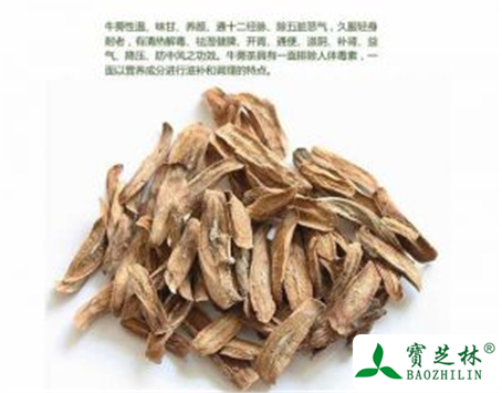 牛蒡茶的功效与作用及禁忌