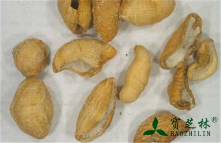 穿山甲图片_中药穿山甲图片大全