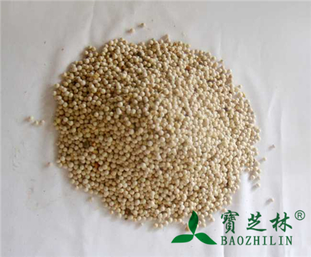 白胡椒图片_中药白胡椒图片大全