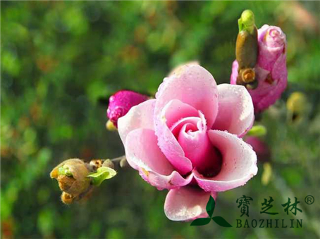 辛夷花图片_中药辛夷花图片大全