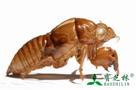 蝉蜕图片_中药蝉蜕图片大全