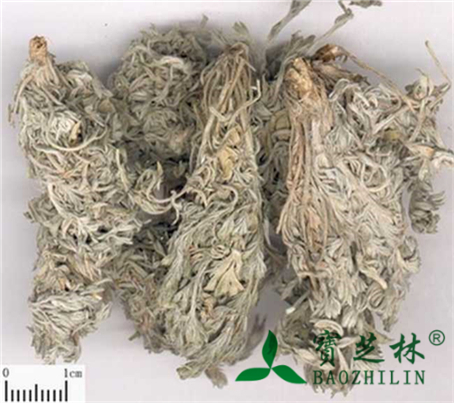 茵陈图片_中药茵陈图片大全