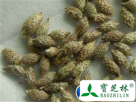 苍耳子的副作用和不良反应及使用禁忌