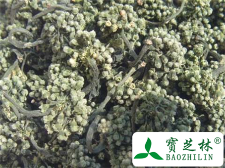 人参花的副作用和不良反应及使用禁忌