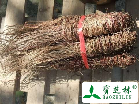溪黄草的副作用和不良反应及使用禁忌