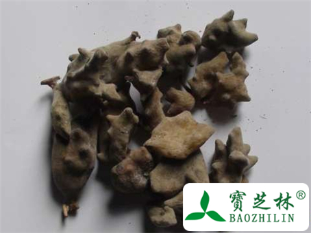五倍子的副作用和不良反应及使用禁忌