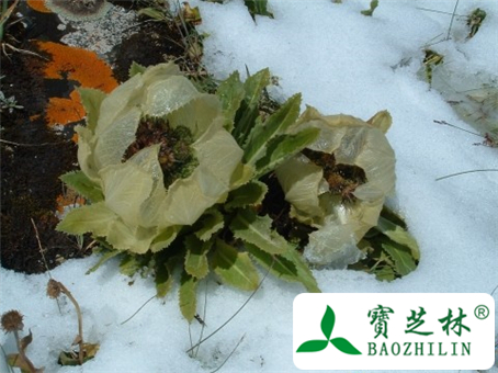 雪莲花的副作用和不良反应及使用禁忌