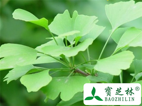 银杏叶的副作用和不良反应及使用禁忌