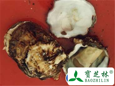 牡蛎的副作用和不良反应及使用禁忌