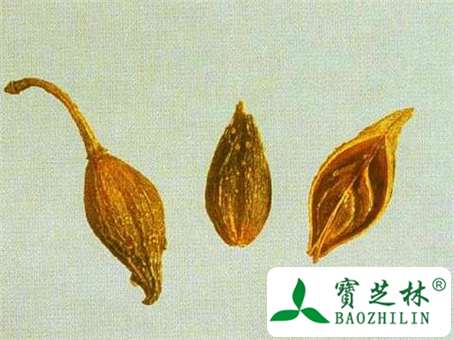 中药连翘的作用和副作用及使用禁忌