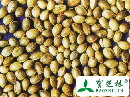 火麻仁的副作用和不良反应及使用禁忌