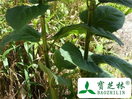 玄参是什么?服用玄参的副作用及不良反应有哪些