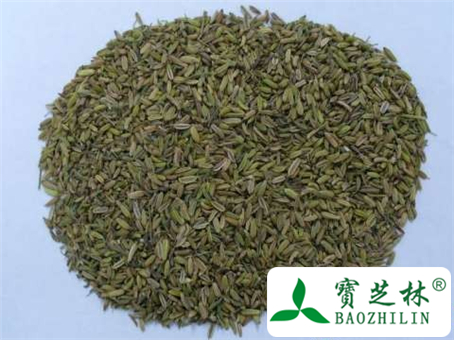 中药小茴香的副作用及使用禁忌