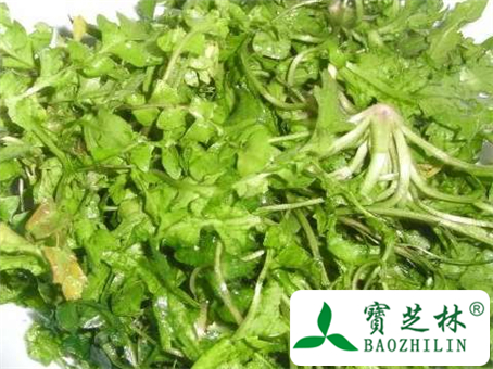 孕妇能吃荠菜吗?吃多少合适?