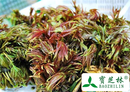 香椿的功效