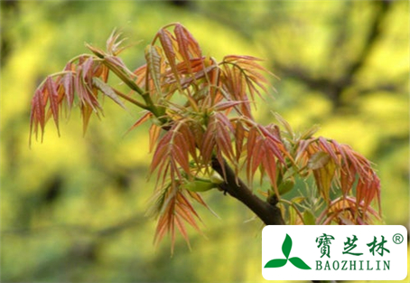 孕妇可以吃香椿芽吗