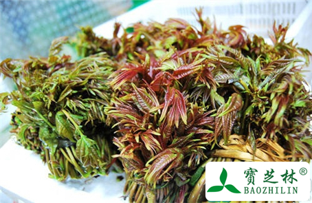 皮肤过敏能吃香椿吗
