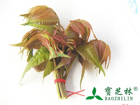 香椿有毒吗