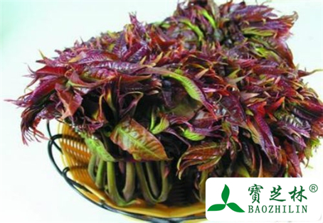 吃香椿有什么好处