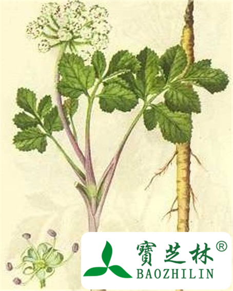 北沙参功效