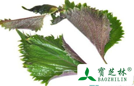 紫苏叶的好处