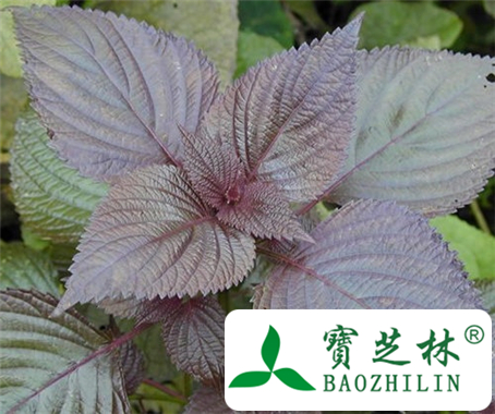 紫苏叶怎么吃