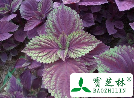 紫苏叶的功效与作用及食用方法