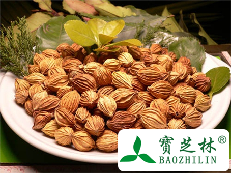砂仁是什么