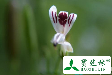 糖尿病人能吃穿心莲吗