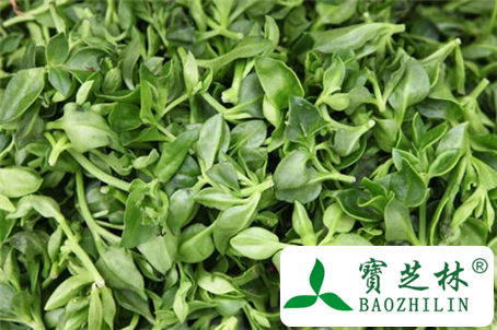 皮肤过敏能吃穿心莲吗