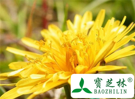 经期能吃野菊吗