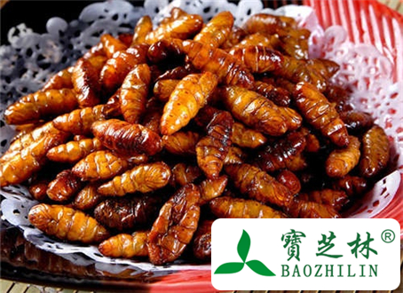 肾病能吃蚕蛹吗