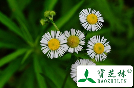 经期能吃野菊花吗