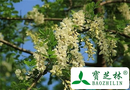 高血压能吃槐花吗