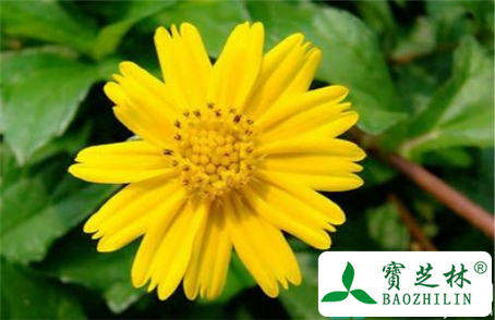 孕妇能吃野菊吗